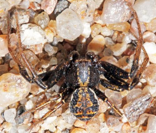 Réf. 324 201 : Xysticus sp.